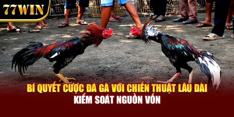 Bí quyết cược đá gà với chiến thuật lâu dài kiểm soát nguồn vốn