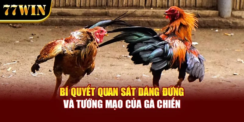 Bí quyết quan sát dáng đứng và tướng mạo của gà chiến