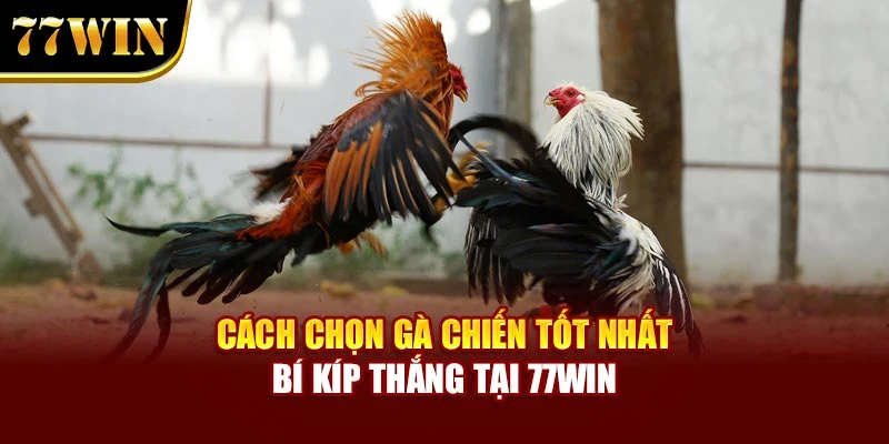 Cách Chọn Gà Chiến Tốt Nhất – Bí Kíp Thắng Tại 77win