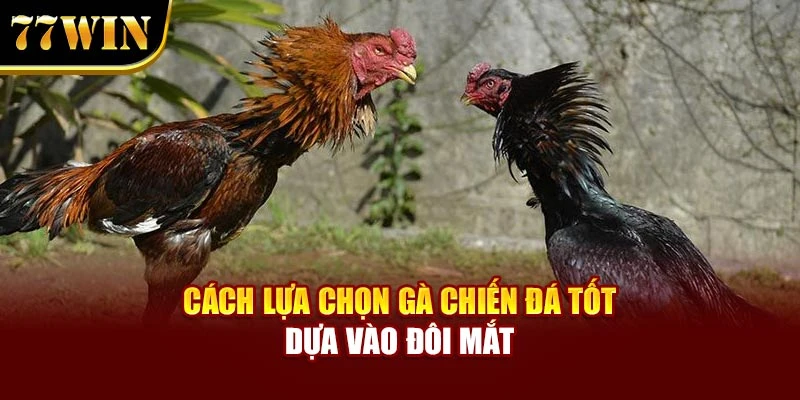 Cách lựa chọn gà chiến đá tốt dựa vào đôi mắt