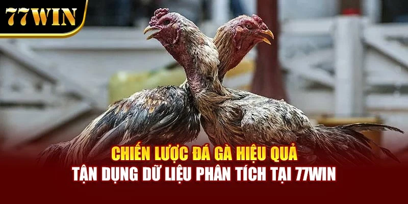 Chiến lược đá gà hiệu quả tận dụng dữ liệu phân tích tại 77WIN