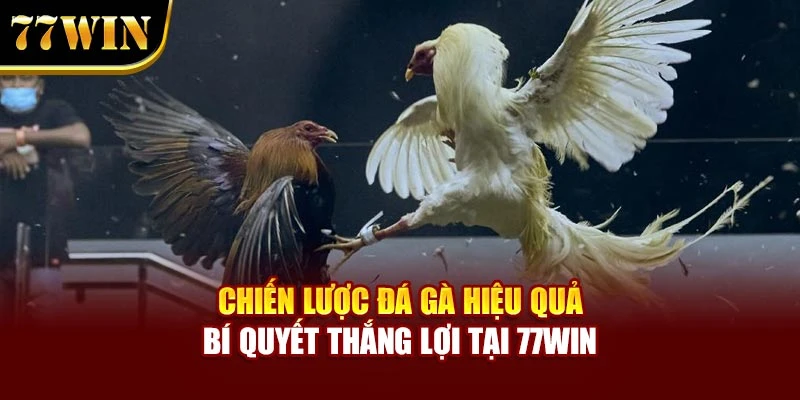 Chiến Lược Đá Gà Hiệu Quả – Bí Quyết Thắng Lợi Tại 77WIN