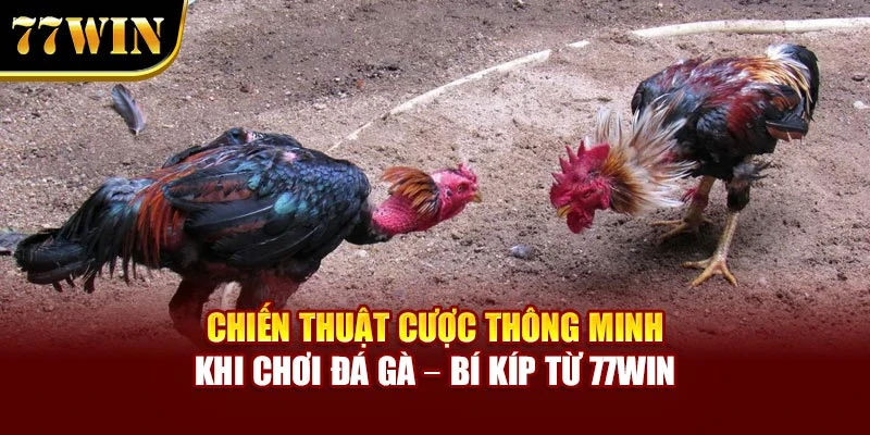 Chiến Thuật Cược Thông Minh Khi Chơi Đá Gà – Bí Kíp Từ 77WIN