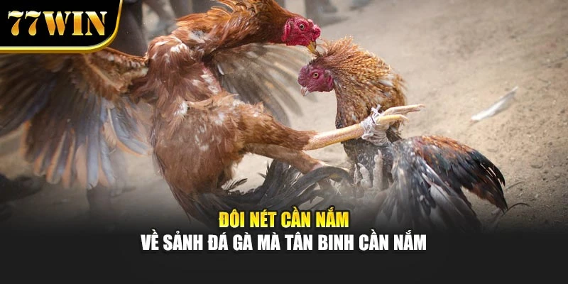 Đôi nét cần nắm về sảnh đá gà mà tân binh cần nắm
