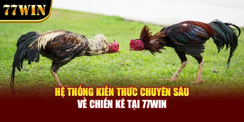 Hệ thống kiến thức chuyên sâu về chiến kê tại 77WIN
