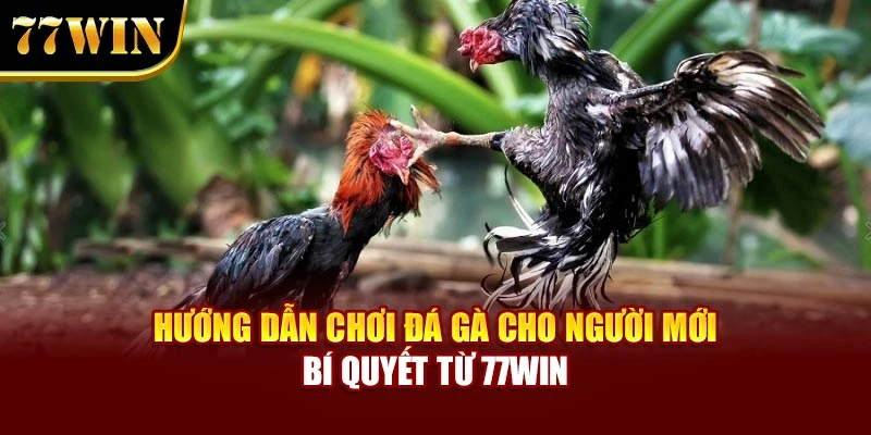 Hướng dẫn chơi đá gà cho người mới quan sát và phân tích chiến kê