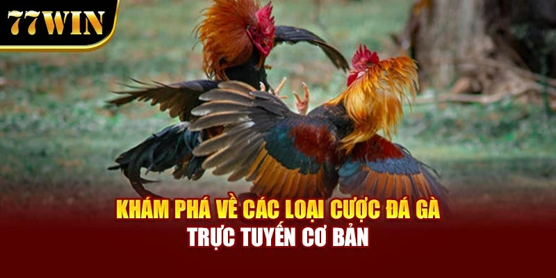 Khám phá về các loại cược đá gà trực tuyến cơ bản