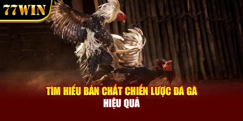 Tìm hiểu bản chất chiến lược đá gà hiệu quả