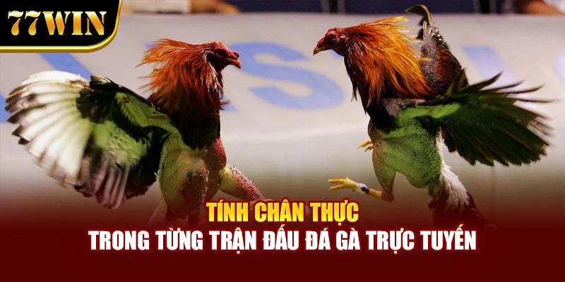 Tính chân thực trong từng trận đấu đá gà trực tuyến