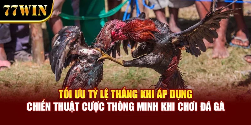 Tối ưu tỷ lệ thắng khi áp dụng chiến thuật cược thông minh khi chơi đá gà