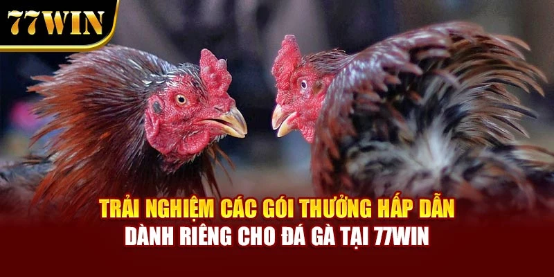 Trải nghiệm các gói thưởng hấp dẫn dành riêng cho đá gà tại 77WIN